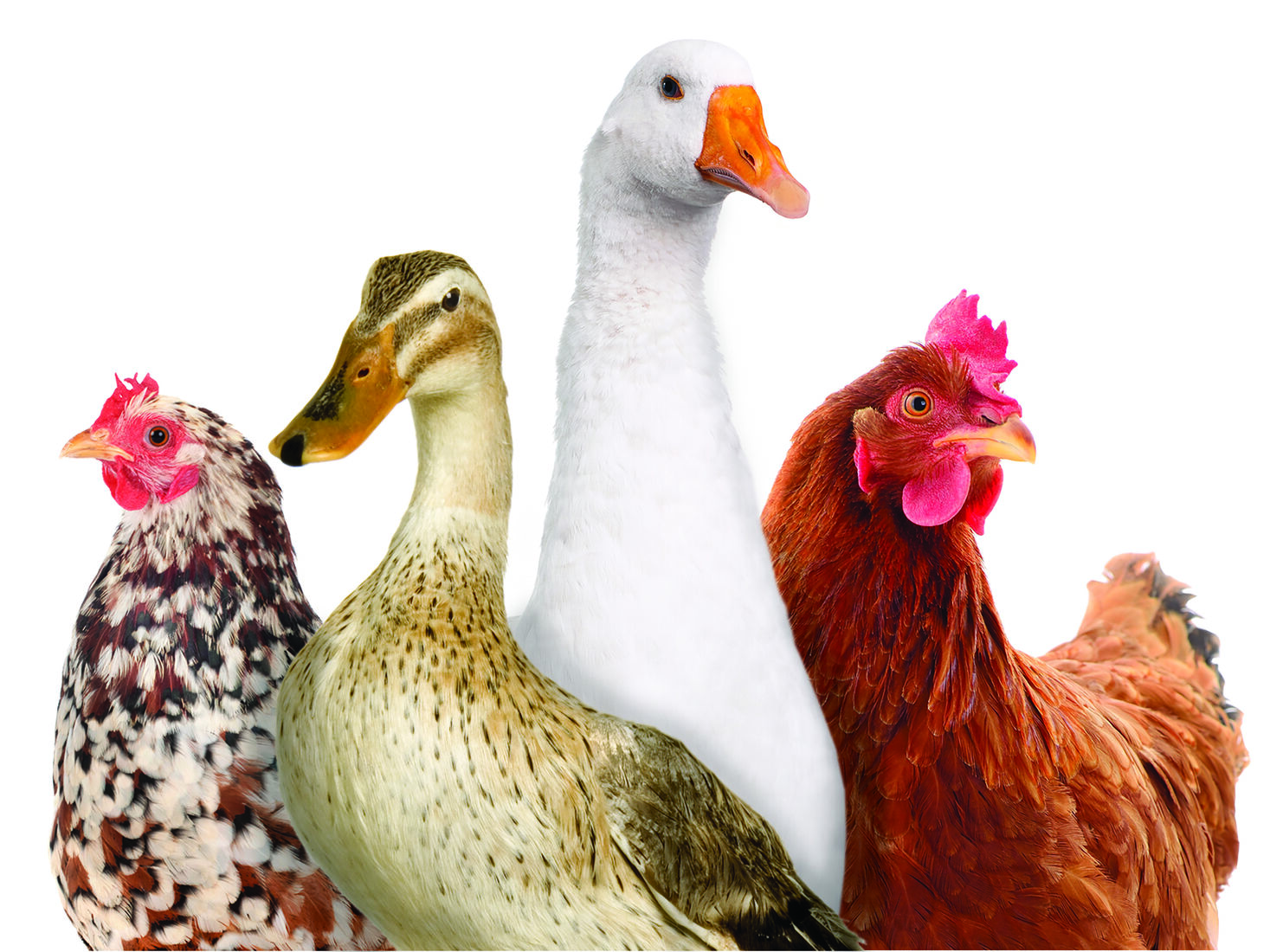 A hen, duck and goose together