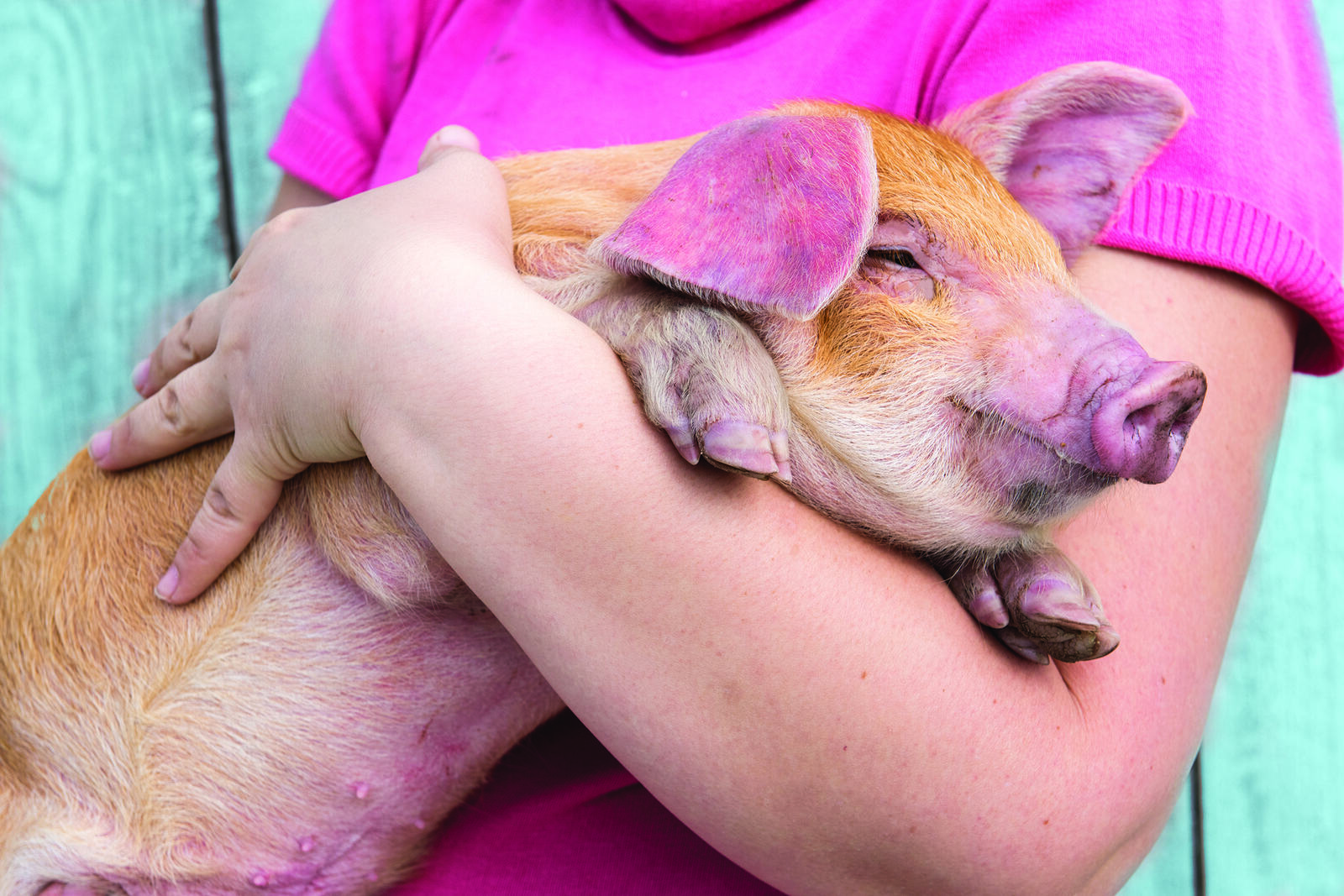 A young girl holding a piglet