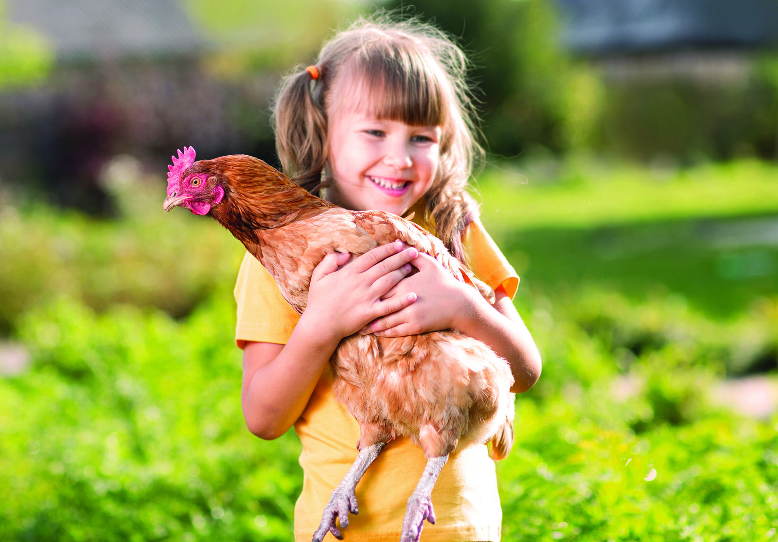 A young girl in the garden holding a brown hen