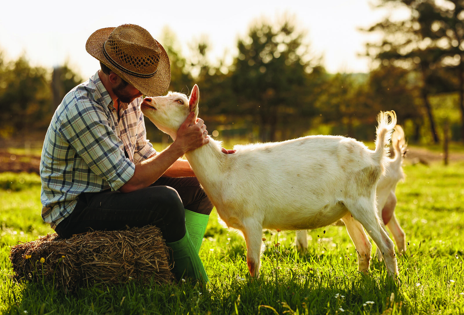 A farmer in a straw hat with his goats in a sunlit field