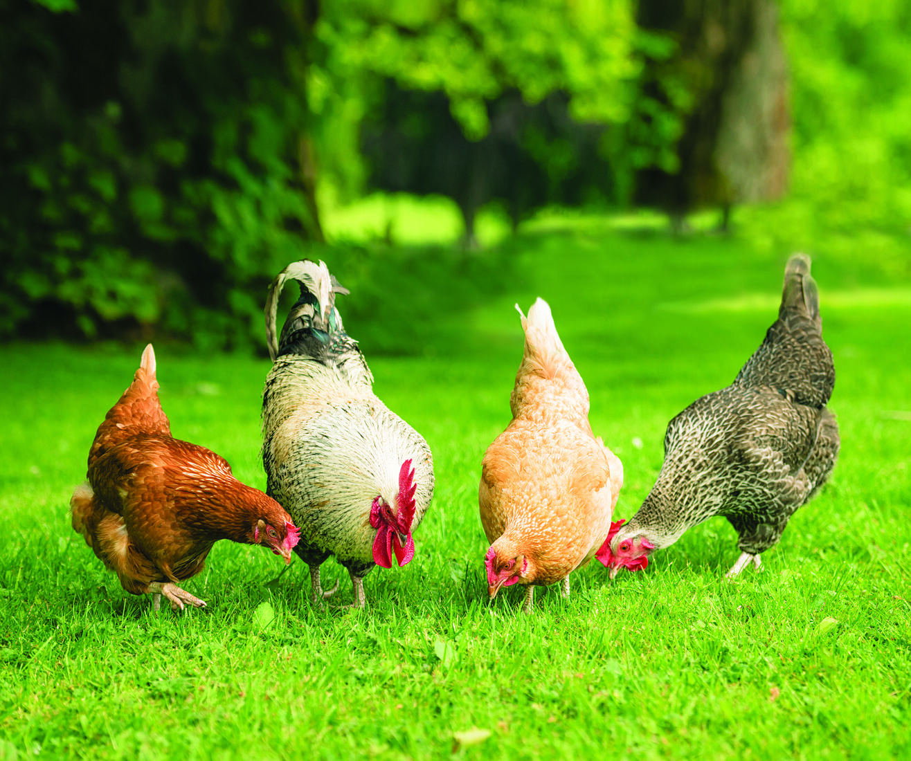 Hens in the garden