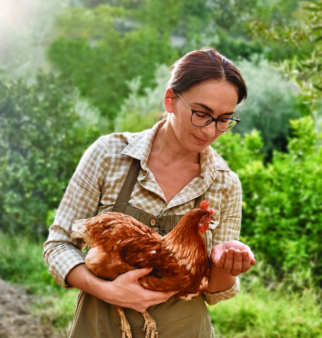 Feeding a hen by hand